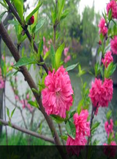 扬州——烟花三月，柳波莺影