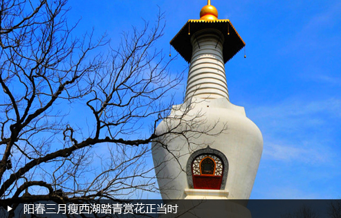 阳春三月瘦西湖踏青赏花正当时