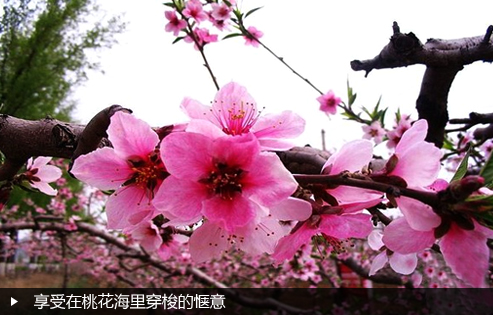 享受在桃花海里穿梭的惬意
