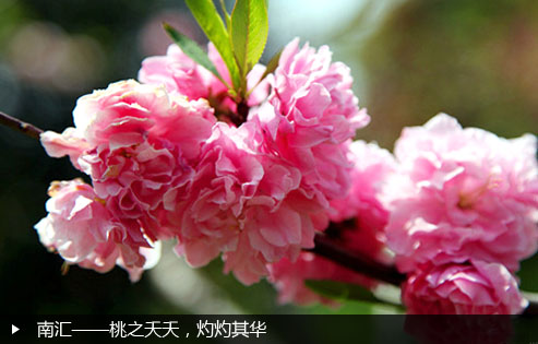 南汇——桃之夭夭，灼灼其华