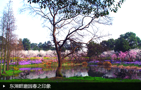 东湖畔磨园春之印象