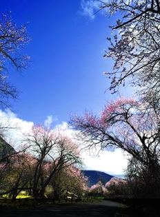 四月桃花相映红