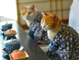 说走就走！萌猫带领你游览日本