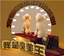 【泰迪/贵宾版】【我爱照镜，我是臭美王】魔镜魔镜，谁是世界上最美的汪星人、喵星人？