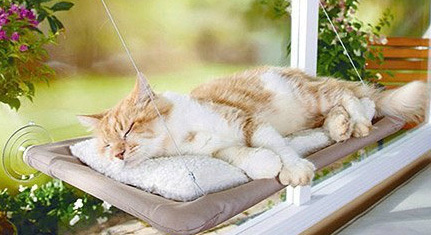 喵星人最爱 爱猫人士必备的23件物品