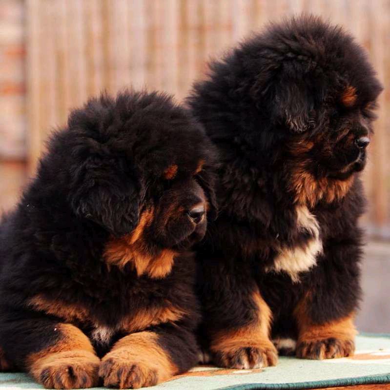 如何养藏獒？