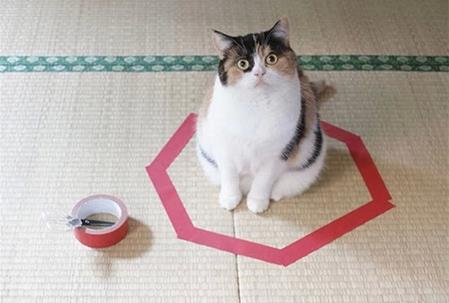 [趣味] 围住神经猫，仅需1步！