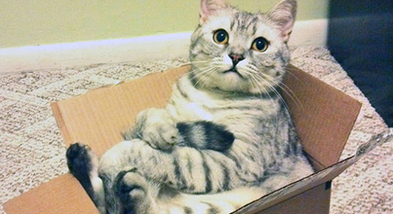 超萌猫猫 喵星人的坐姿百态