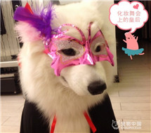  【萨摩耶版】宠物万圣狂欢周活动拉开帷幕