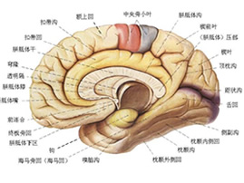 癫痫病，有什么症状