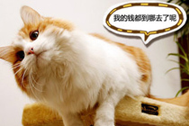 爆笑宠乐园358:我要省钱