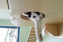 把家打造成猫咪游乐场