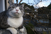 用猫咪的角度看世界 日摄影师的流浪猫写真