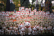猫奴必去！赶紧来场猫咪世界之旅吧