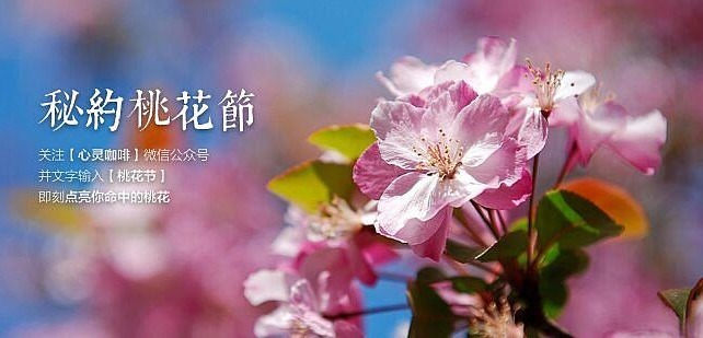 【活动】心灵咖啡网秘约桃花节活动