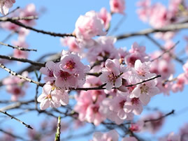 厦门小伙犯“花痴” “桃花”发病真可怕