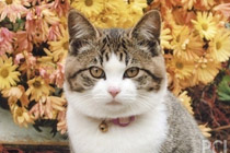 猫奴是来还债的！喵星人的黑暗年代