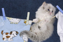 摄影师镜头下的卖萌小猫咪