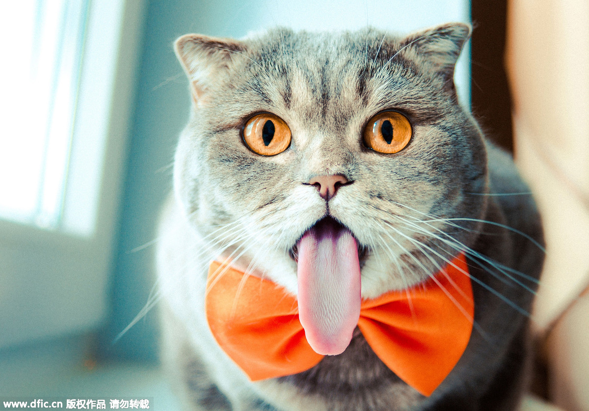 猫星人吐舌扮可爱 神级搞怪表情萌爆你！