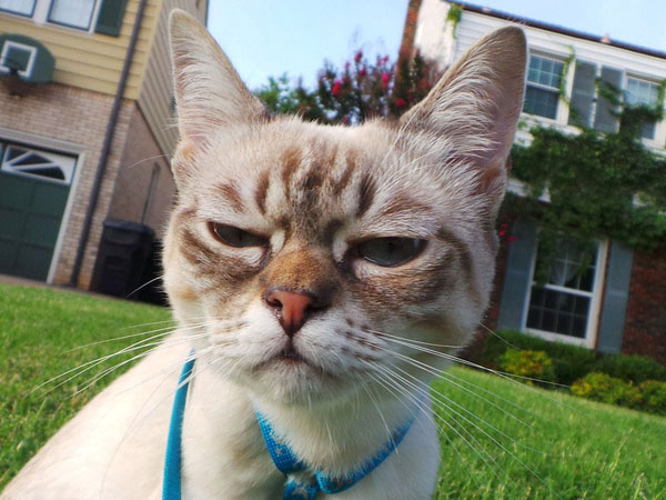 什么鬼？我被猫星人高冷的鄙视了！