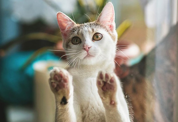 残疾猫咪来治愈：我还是一只猫！