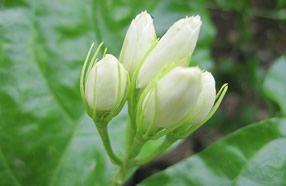 【驱蚊花卉光荣榜】