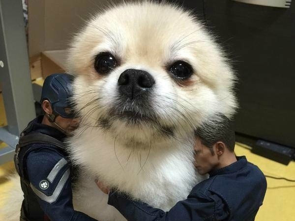  家里养一条巨大的狗狗是种什么体验？