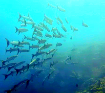 在菲律宾的海底约会海豚