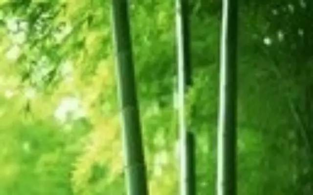 竹子告诉您：什么叫价值？