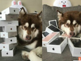 王思聪爱犬晒8台iPhone7 网友大呼要嫁王可可